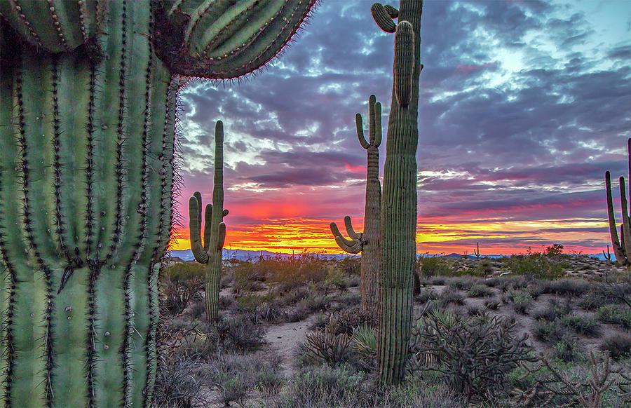 Beautiful Arizona sunset with saguaro cactus in background Photograph ...