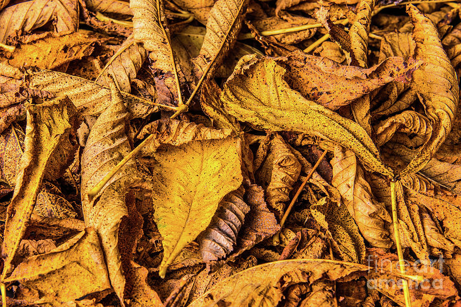 Beautiful arrangement of a collection of dry fall leaves in autumn colors. A decorative fine art image. Photograph by Ulrich Wende