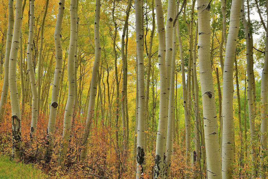 Beautiful Aspen Grove along Last Dollar Road in CO Photograph by Ray Mathis