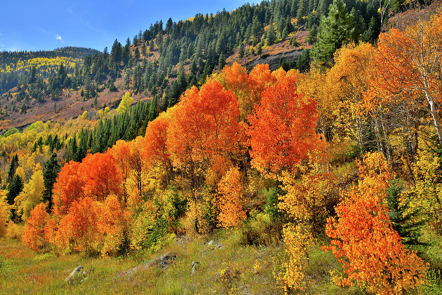 Beautiful Aspens en route to McClure Pass Photograph by Ray Mathis