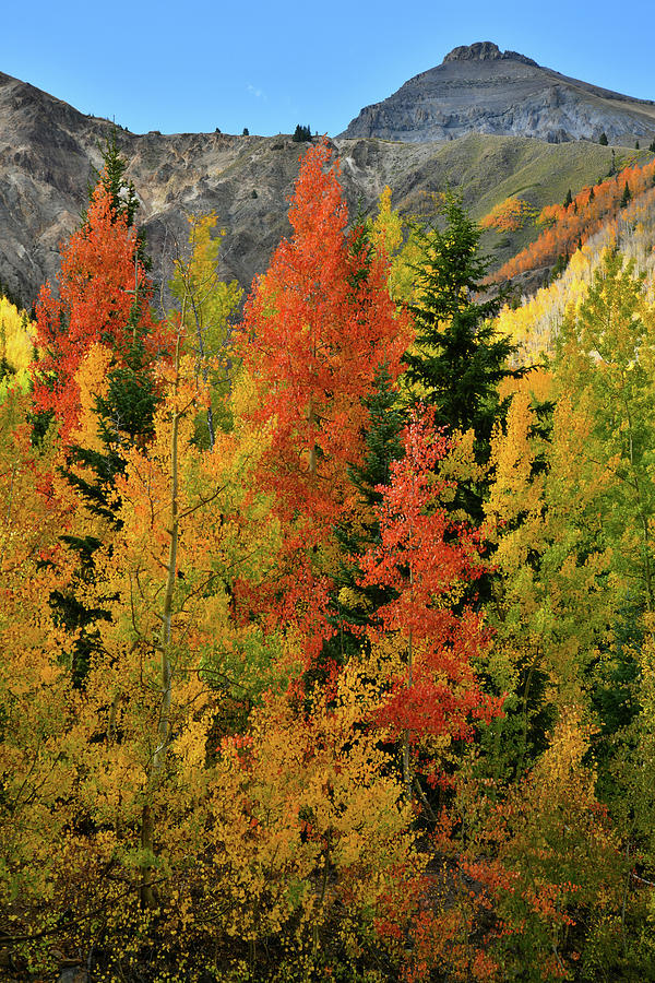 Beautiful Aspens in Fall at Red Mountain Pass Photograph by Ray Mathis