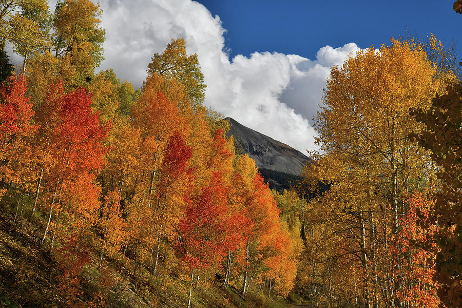 Beautiful Aspens on Road to Woods Lake Photograph by Ray Mathis