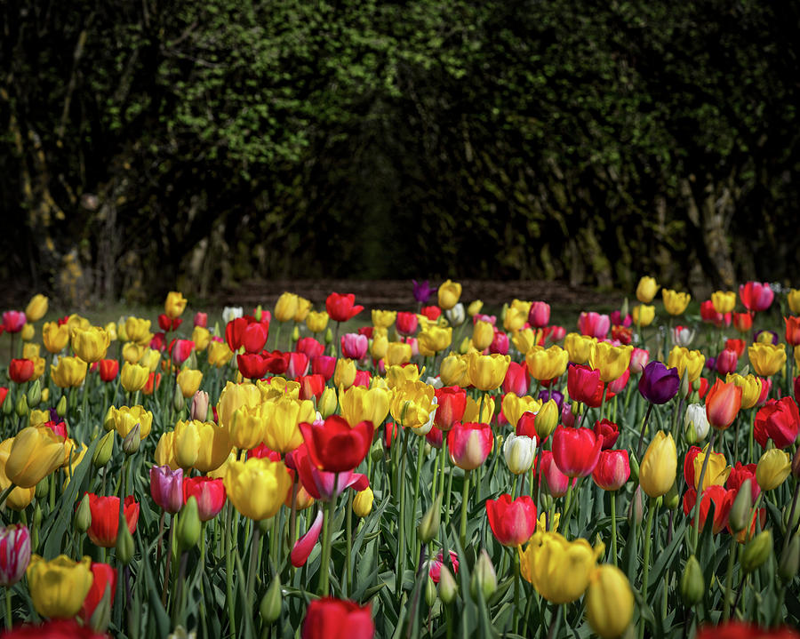 Beautiful Assorted Tulips by Johanna Froese Beautiful Assorted Tulips by Johanna Froese
