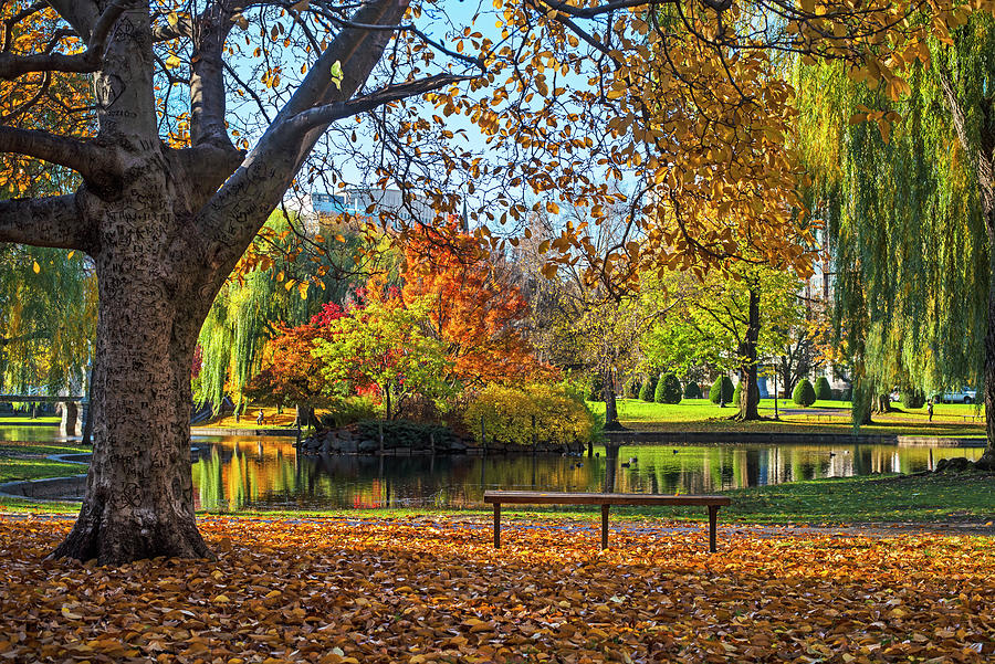 Beautiful Autumn Colors in the Boston Public Garden Boston MA Photograph by Toby McGuire