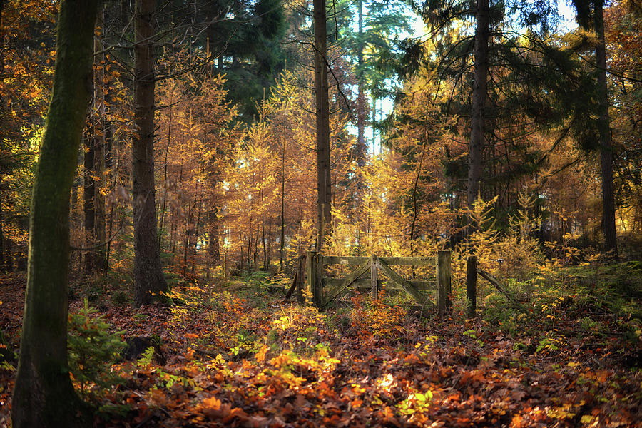 Beautiful autumn colors Photograph by Jenco van Zalk