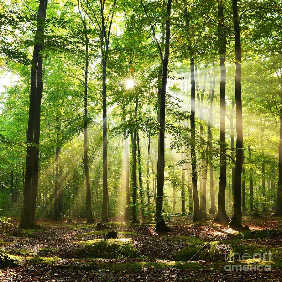 Beautiful Autumn Forest In Poland Photograph by Piotr Krzeslak - Pixels