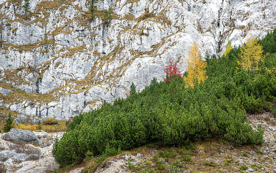 Beautiful Autumn yellow and green pine trees at the Italian Dolo Photograph by Michalakis Ppalis