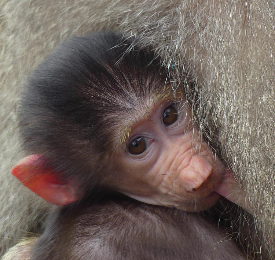 Beautiful Baby Baboon Photograph by Margaret Saheed