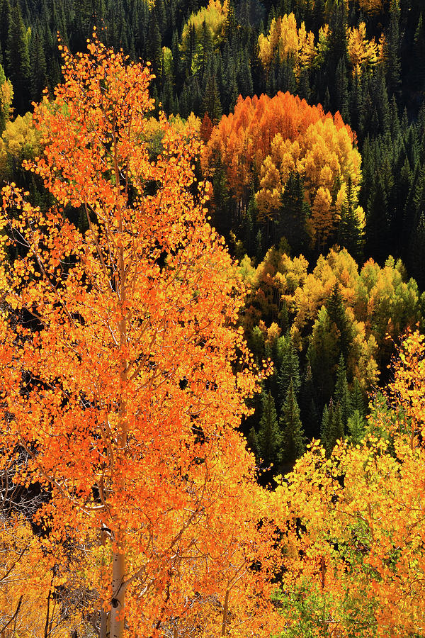 Beautiful Backlit Aspens along Million Dollar Highway Photograph by Ray Mathis