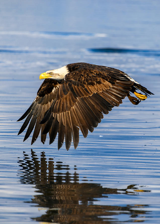 Beautiful bald eagle flapping its wings to gain height Photograph by ...