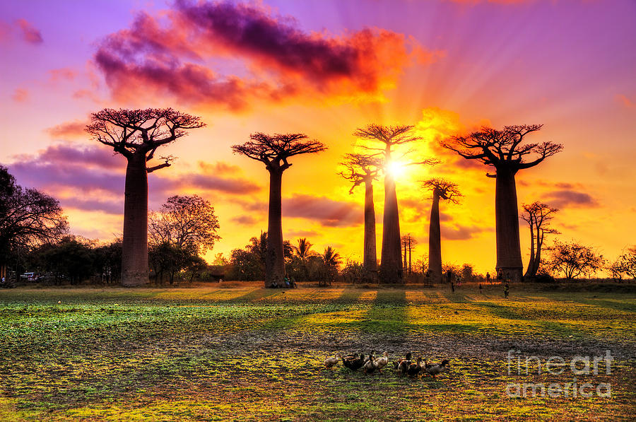 Allee Photograph - Beautiful Baobab Trees At Sunset by Dennis Van De Water Allee Photograph - Beautiful Baobab Trees At Sunset by Dennis Van De Water