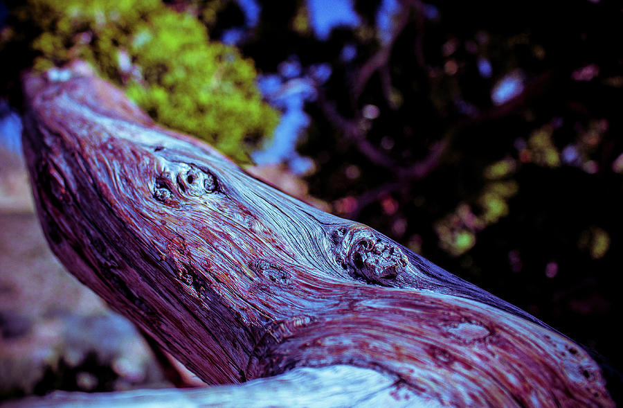 Beautiful Bark by Traci Asaurus Beautiful Bark by Traci Asaurus