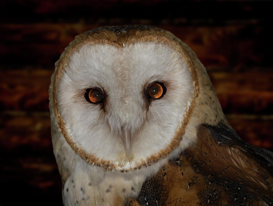 Beautiful Barn Owl Photograph by Elizabeth Waitinas