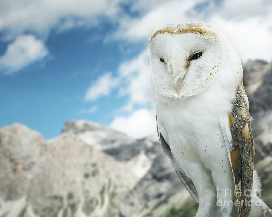 living nature barn owl