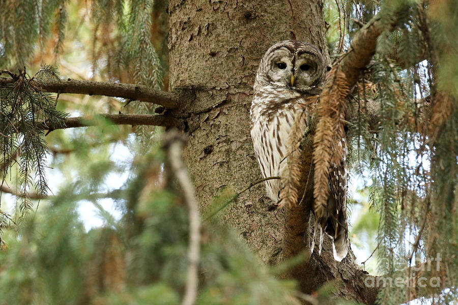 Beautiful barred owl Photograph by Heather King
