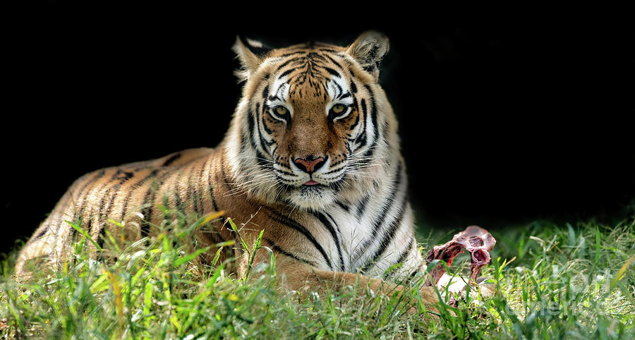 Beautiful bengal tiger Photograph by Sam Rino