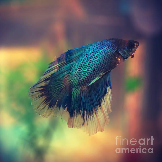 Beautiful Betta Photograph by Chelsea Collins - Fine Art America