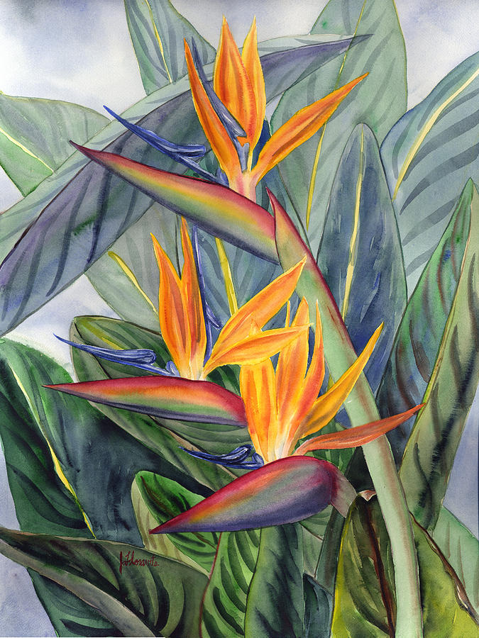 Beautiful Bird Of Paradise Tio Watercolor Painting By