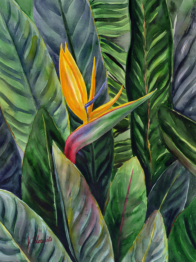 Beautiful Bird Of Paradise Watercolor Painting By Artist
