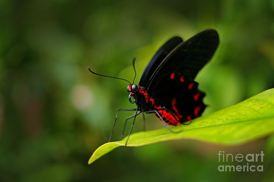 Beauty Photograph - Beautiful Black And Red Poison by Ondrej Prosicky Beauty Photograph - Beautiful Black And Red Poison by Ondrej Prosicky