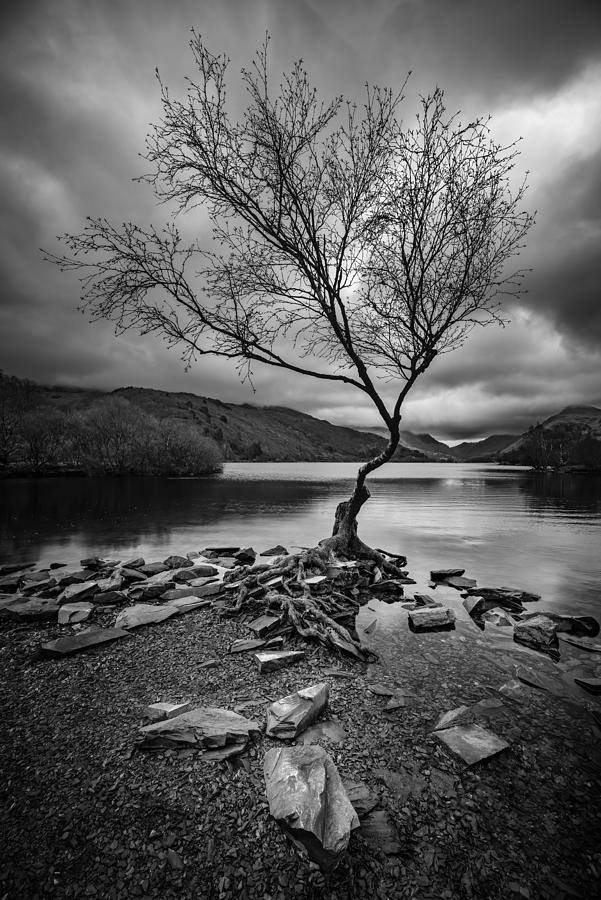 Beautiful Black And White Photograph Of A Tree By The River Photograph ...