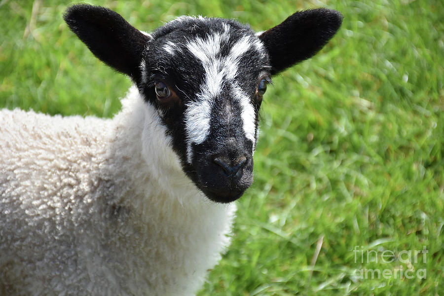 beautiful sheep baby