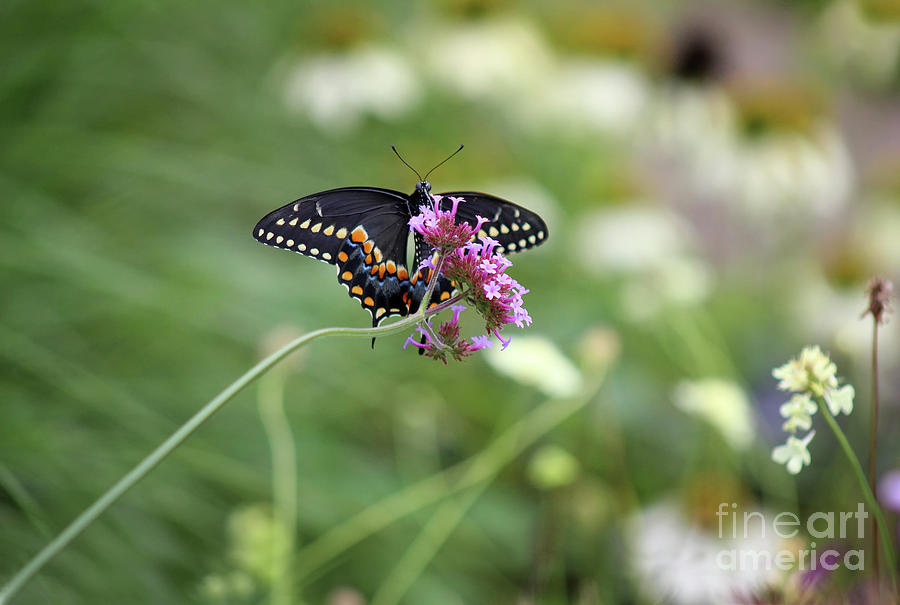 Beautiful Black Swallowtail in the Garden Photograph by Karen Adams