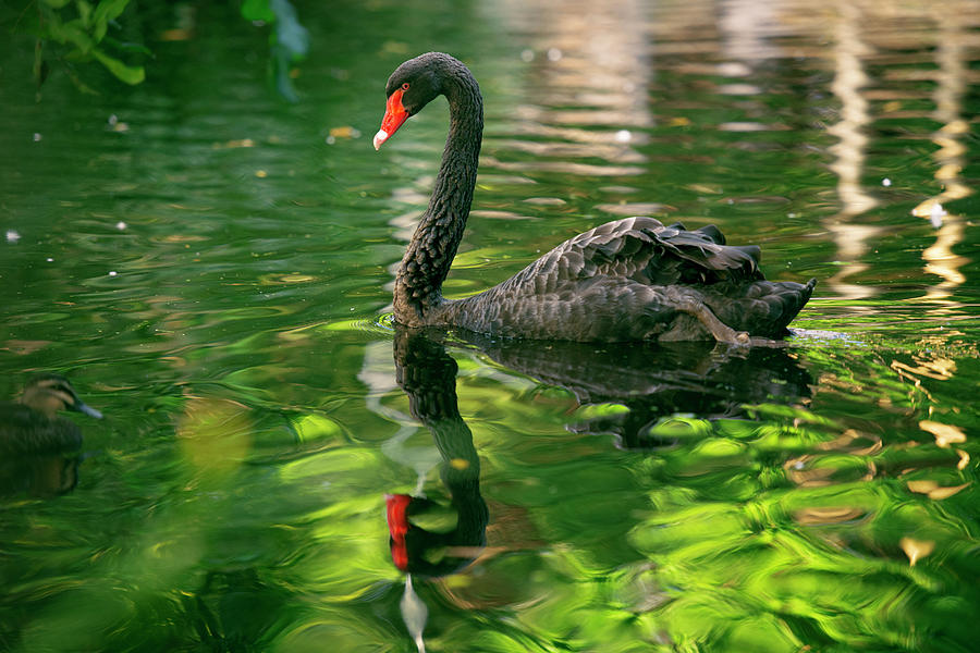 Beautiful black swan. by Rob D Imagery Beautiful black swan. by Rob D Imagery