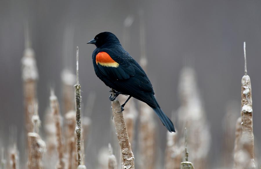 Beautiful Blackbird Photograph by Sonja Jones