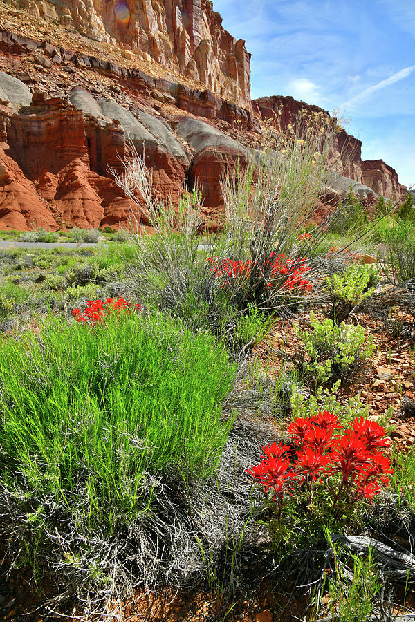 Beautiful Blooms in Capitol Reef NP Photograph by Ray Mathis