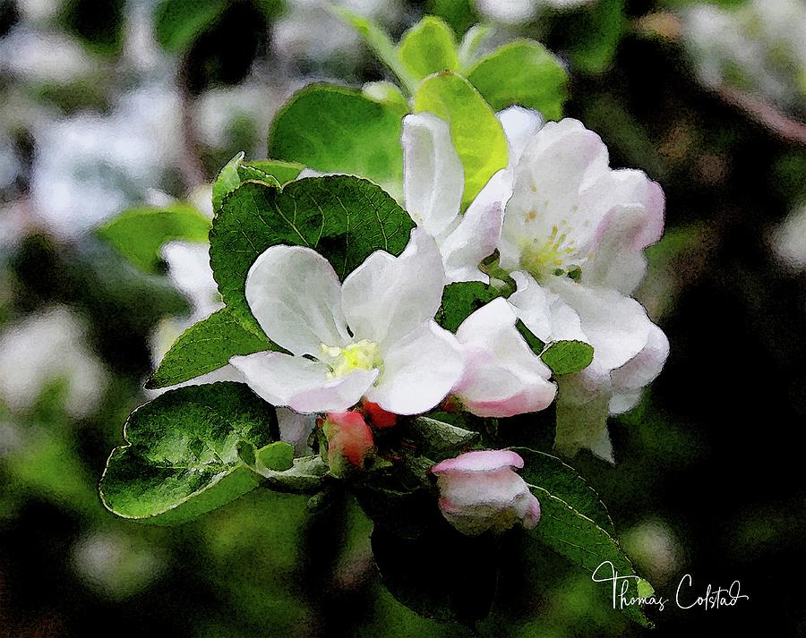 Spring Photograph - Beautiful Blossoms by Thomas Colstad