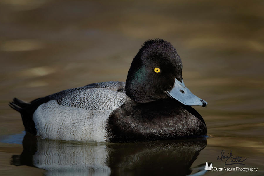 Wildlife Photograph - Beautiful Blue Bill by David Cutts Wildlife Photograph - Beautiful Blue Bill by David Cutts