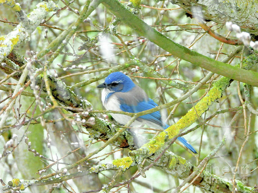 Beautiful Blue Bird Photograph by Scott Cameron