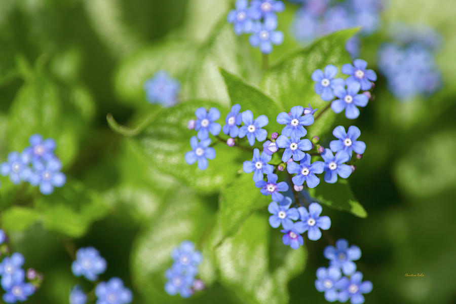 Beautiful Blue Flowers Photograph by Christina Rollo