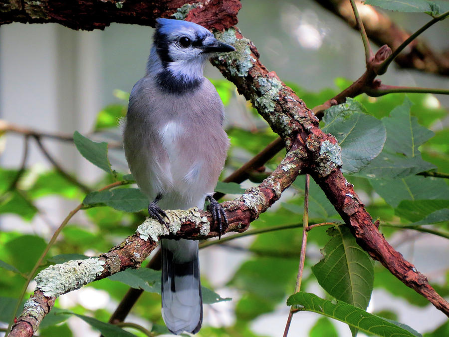 Beautiful Blue Jay Photograph by Linda Stern