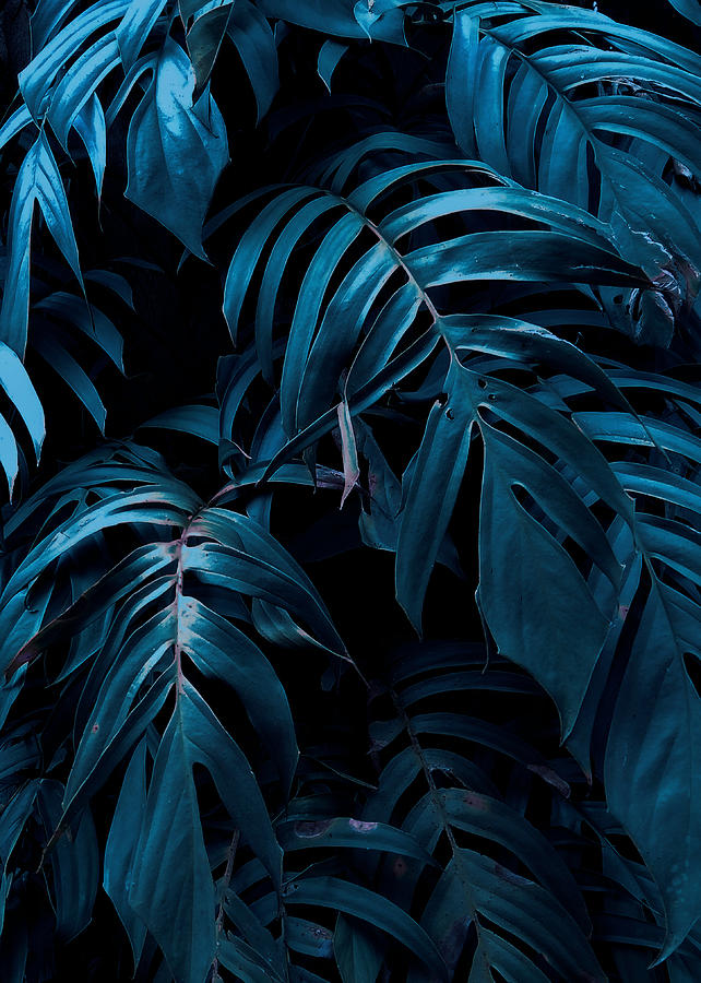 Beautiful Blue Leaves Photograph by Rasit Hidayat - Fine Art America