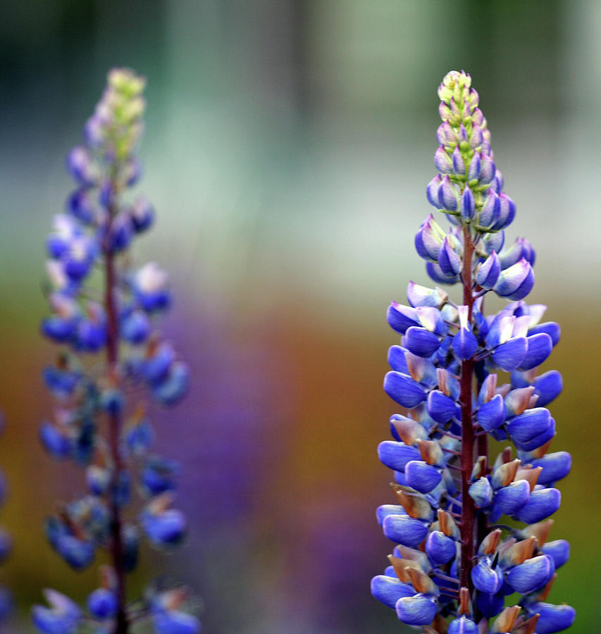 Beautiful Blue Lupines Photograph by Beauty Lies In The Eyes Of The Beholder