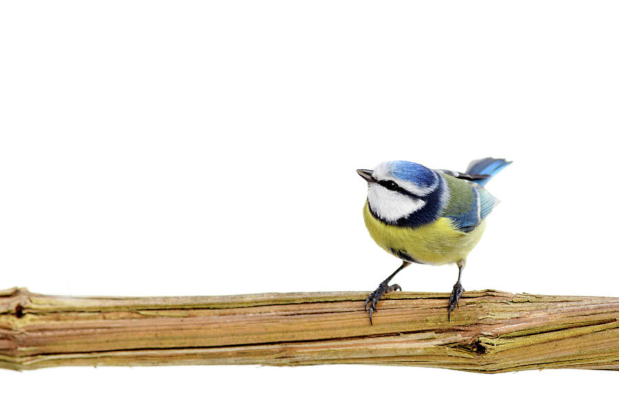 Bird Photograph - Beautiful Blue Tit by Marceltb