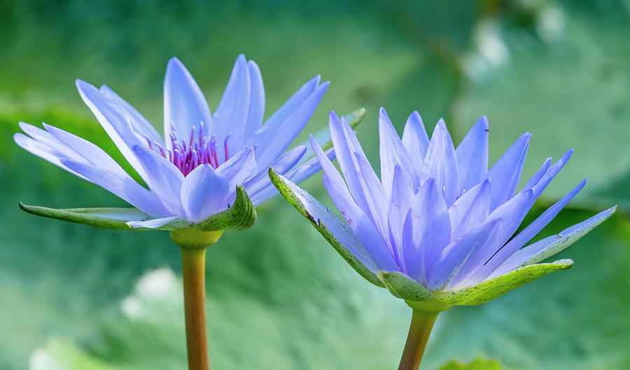 Beautiful Blue Water Lilies Photograph By Morris Finkelstein