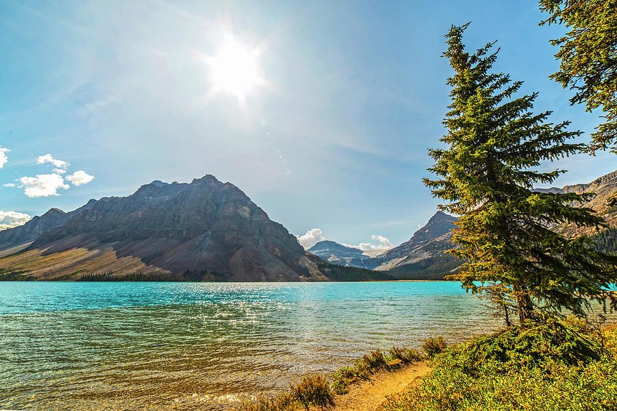 Beautiful Blue Water of Bow Lake Alberta Canada Canadian Rockies Tree Towards the Sun Photograph by Toby McGuire