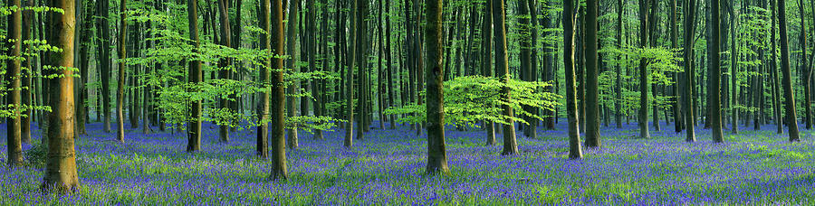 Beautiful Bluebells Photograph by Paul Whiting