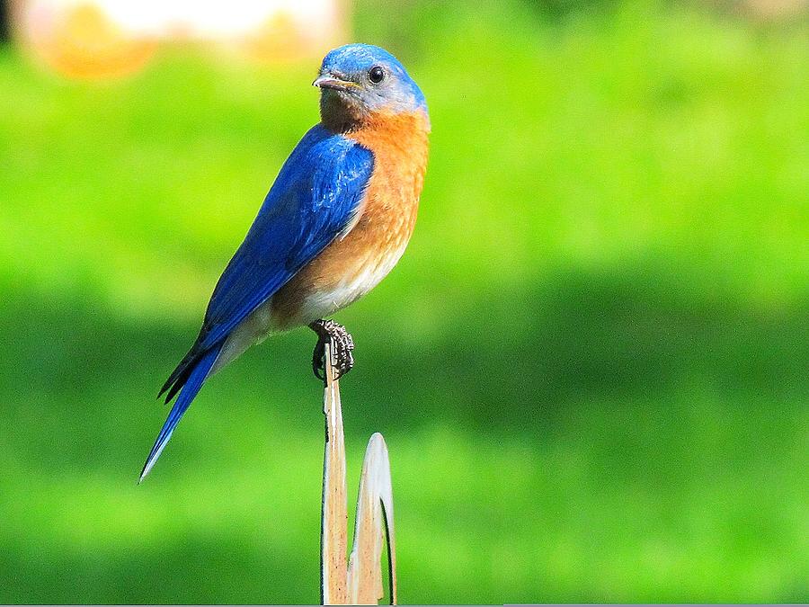 Beautiful Bluebird Photograph By Kell Bell | Fine Art America