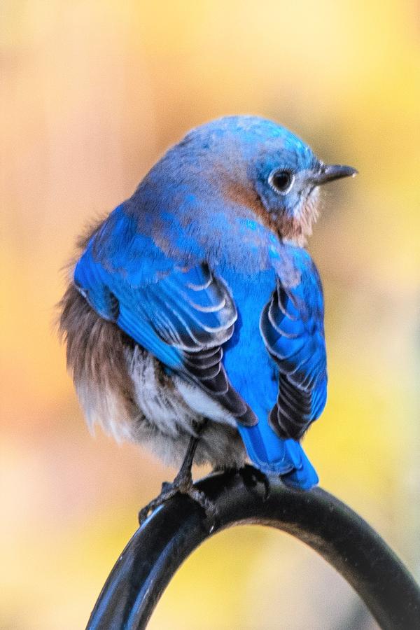 Beautiful Bluebird Photograph by Mary Ann Artz