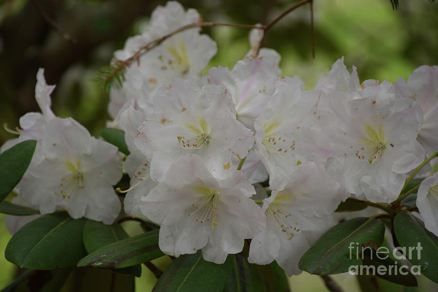 Beautiful Bouquet of White Rhododendron Flower Blossoms Photograph by DejaVu Designs