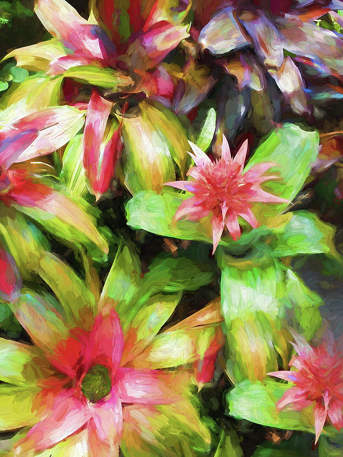 Beautiful Bromeliads 100 Photograph by Rich Franco