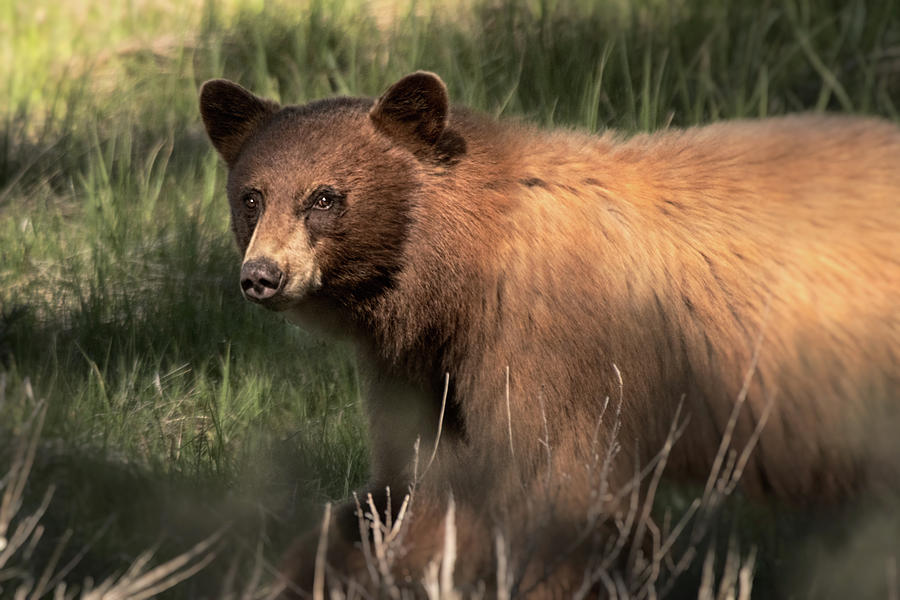 Black Bear Photograph - Beautiful Brown Eyes by Dennis Bolton Black Bear Photograph - Beautiful Brown Eyes by Dennis Bolton