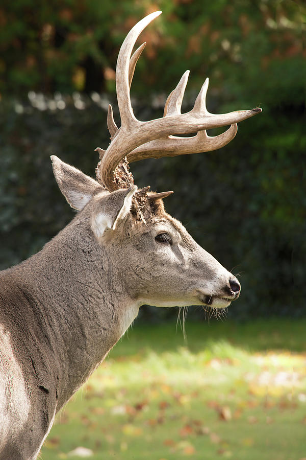 Beautiful Buck Photograph by Denise LeBleu