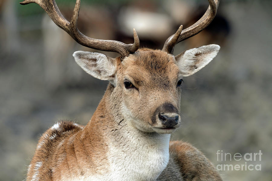 Beautiful buck portrait Photograph by Sam Rino