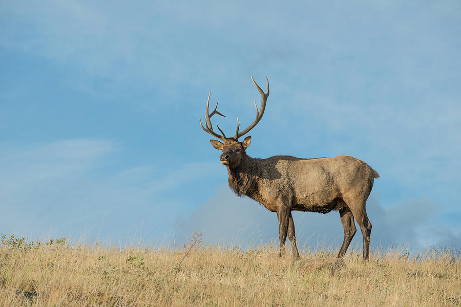 Beautiful Bull Elk Photograph by Kelly Walkotten - Pixels