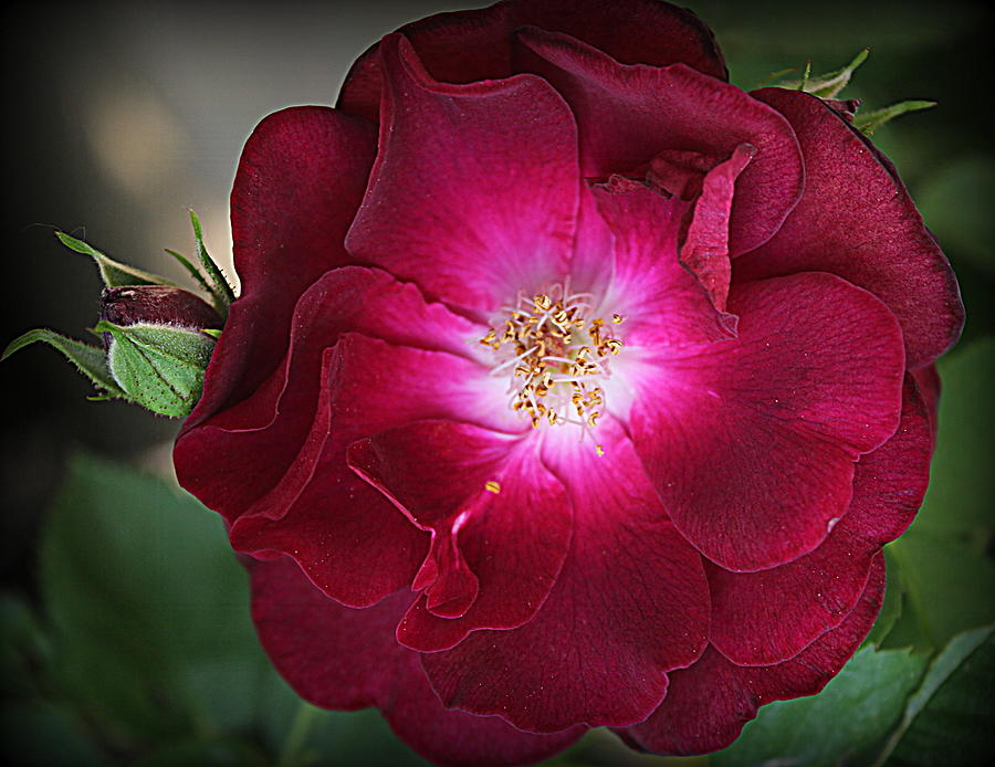 The  Burgundy Rose of Autumn Photograph by Dora Sofia Caputo